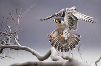 Peregrine Falcon