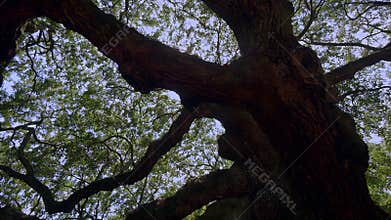 Southern Live Oak / Johns Island / Charleston / USA