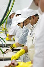 Food processing line
