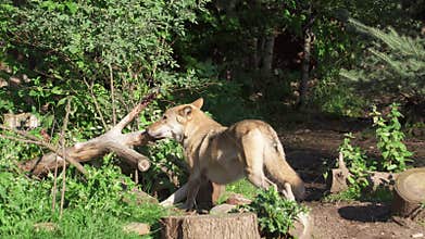 Hungry wild grey wolf in green forest biting tree. Furry canis lupus wolf hunting in bushy national park