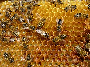 Bees