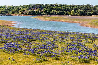 Field of Texas Hill Country Bluebonnets