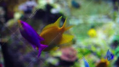 Aquarium or Oceanarium, Fish Tank, Coral Reef, Animals.