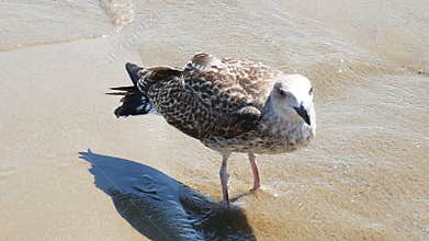 Seagull walking on shore sea