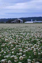 Clover field and barns