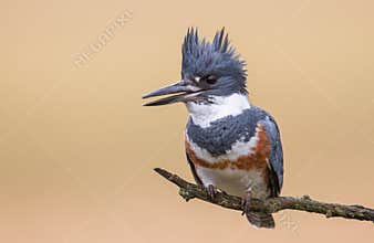 Belted Kingfisher