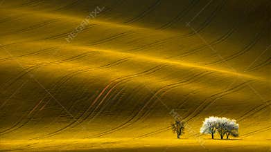 Spring Wavy Yellow Rapeseed Field With White Tree And Wavy Abstract Landscape Pattern