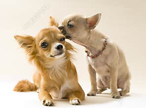 Couple of kissing chihuahua puppies