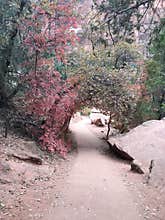 Short Tree Tunnel