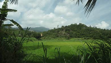 Rice Farming Paddy Field High Definition Movie Footage