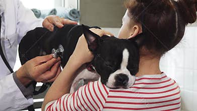 Sick Boston Terrier puppy being examined by a professional vet