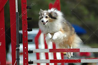 Dog jumping