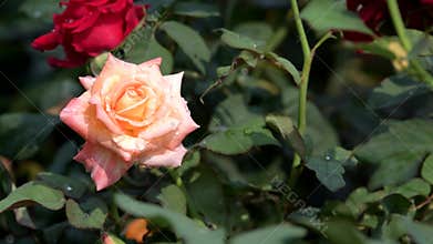 Pink rose blossom in roses flower field.