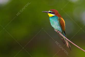 Bee-eater