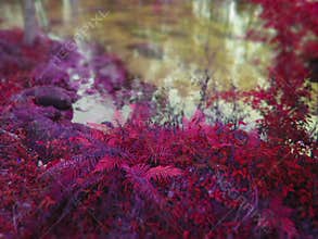 Violet ferns at waters edge