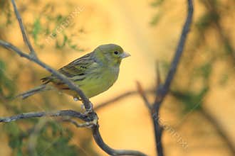 Island Canary