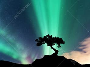 Aurora borealis and silhouette of a tree on the mountain