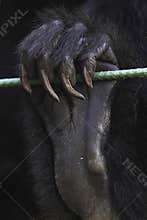 Ape hand