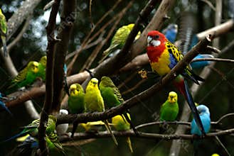 Birds in a Tree