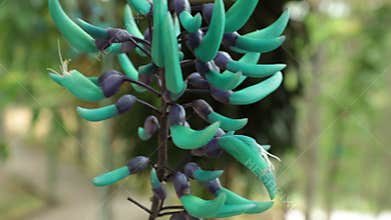 Turquoise jade vine emerald high definition stock footage