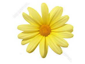 Design Elements: Flower Head