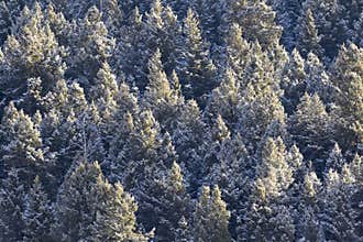 Pine tree forest canopies covered in snow
