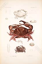 Illustrations of animal.