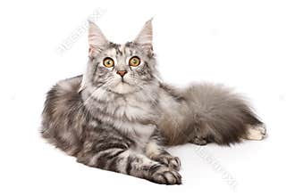 Maine-coon cat