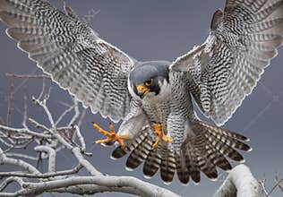 Peregrine Falcon