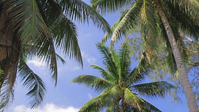 Palm trees blowing in the wind