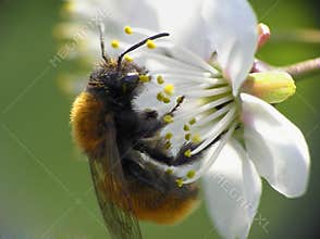 Close-up bee on flower