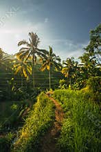 Path throught Indonesian Rice fields