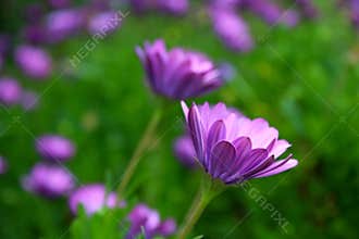 Purple African Daisy bush meadow in bloom