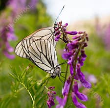 Two butterflies make love on a blue flower