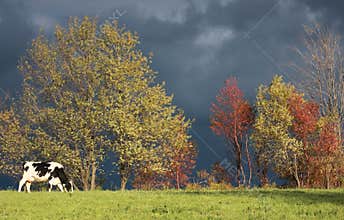 Cow in Autumn