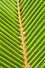 Green leaves of a palm on daylight