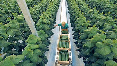 Ripe cucumbers are being collected by a greenhouse worker. Healthy eco products concept.