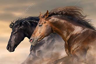 Couple horse portrait in motion