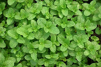Thai Peppermint plant