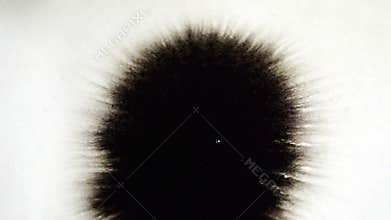 Ink blot