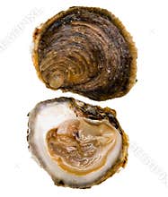 Oysters Belon
