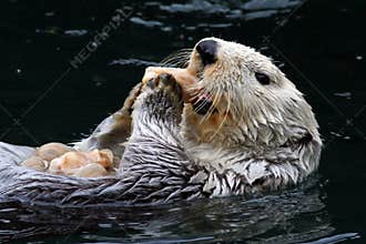Sea Otter (Enhydra lutris)