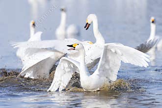 Swans conflict