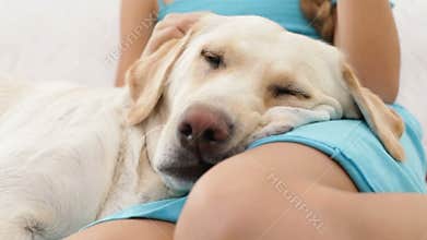Dog head closeup - with owner hands