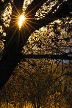 Sun burst glints through the trees in Bosque del Apache in New Mexico