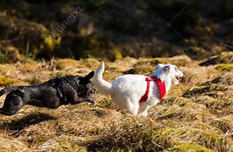 Two Dogs Running and Playing