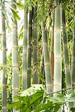 Tall bamboo