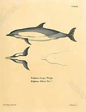 Illustrations of animal.