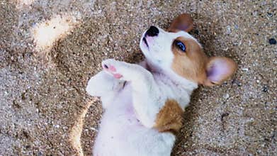 A woman rubbing a stomach of a happy brown fluffy puppy layingwith hand.