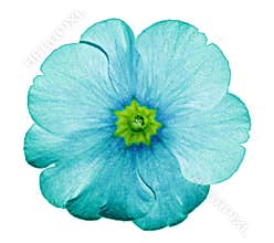 Primrose turquoise. Flower on isolated white background with clipping path without shadows. Close-up. For design.